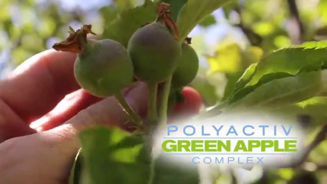 Perfect Size For Max Procyanidin B2