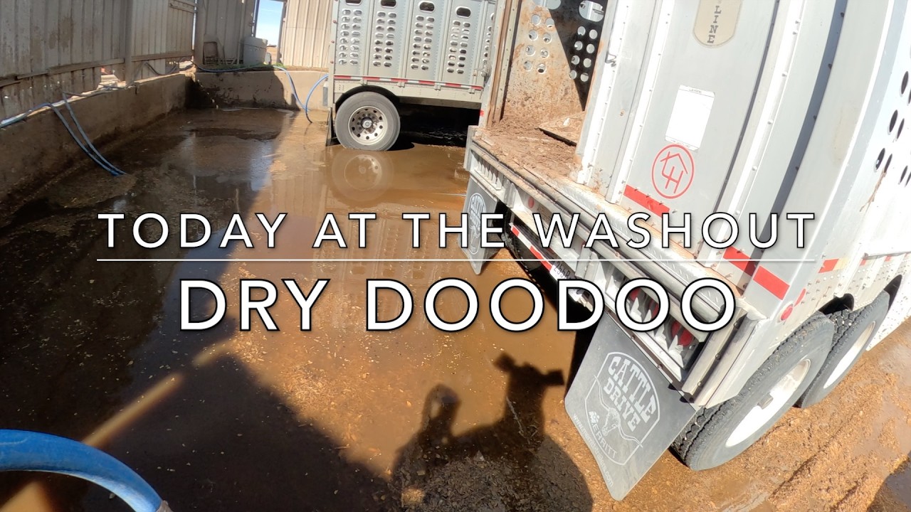Dry DooDoo! (Cattle Washout ASMR Ep. 34)