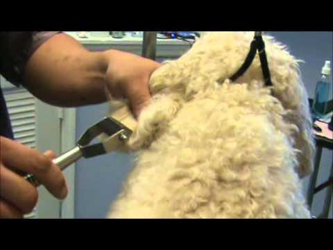 How to Comb Out Tangles and Matted Hair - YouTube