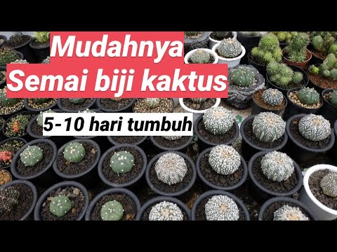 Video: Menumbuhkan Kaktus Dari Biji - 2