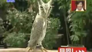 Owl Transformer