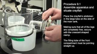Crayfish Physiology