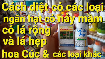 #CHNN 90. Cách diệt tất cả các loại cỏ, ngăn hạt cỏ nảy mầm (diệt mầm) hiệu quả. Antaco + Dual Gold