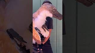 Commissioned Velociraptor Headed To Their New Home Tomorrow.