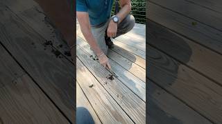 Why use decking rated for ground contact? Because organic matter isn’t just on the ground.