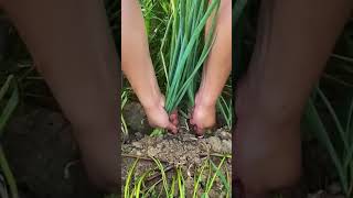 Download Lagu cara mencabut daun bawang agar akarnya tidak putus di dalam tanah MP3