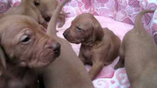 Hungarian Vizsla Puppies