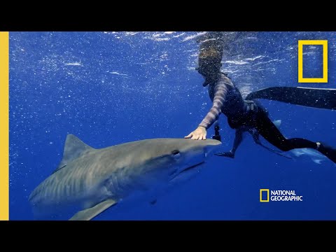 Do Sharks Hunt Cooperatively? | Shark Attack Files