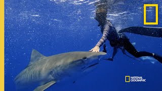 Celebrity Do Sharks Hunt Cooperatively? | Shark Attack Files Net Worth