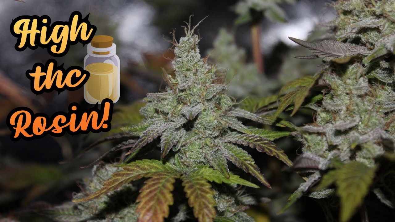 Pressing FLOWER Into High THC ROSIN !