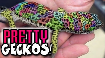 ALL MY LEOPARD GECKOS!!! THOUSANDS!!! | BRIAN BARCZYK