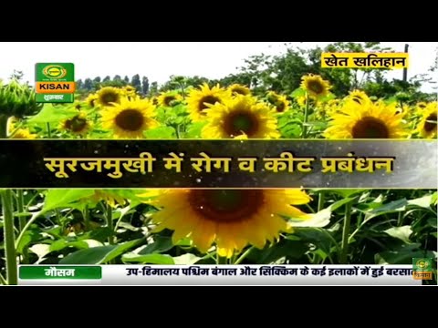 वीडियो: सूरजमुखी कीट और सूरजमुखी की समस्या