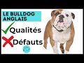 Tout savoir sur le bulldog anglais caractristiques  qualits  dfauts