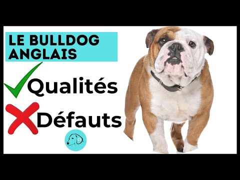 Vidéo: Votre guide des chiots de bouledogue anglais