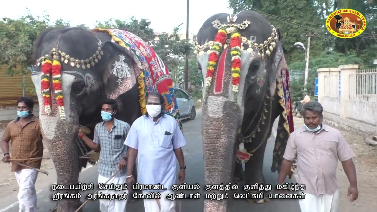 ஸ்ரீரங்கம் ரெங்கநாதர் கோவில் ஆண்டாள் லட்சுமி யானைகள் நடைபயிற்சி செய்தும் குளியல் குளத்தில் குளித்து
