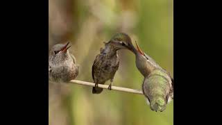 Anna&#39;s Hummingbird mom feeds twins: who is the first to feed?