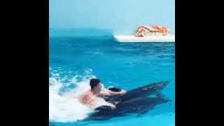 Плаванье с дельфинами! Круто!