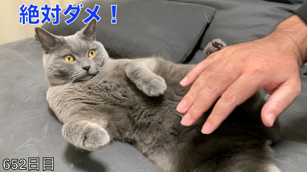 【スコ猫トト君】モフりたい熊男とモフらせないトト君のバトルです！！！