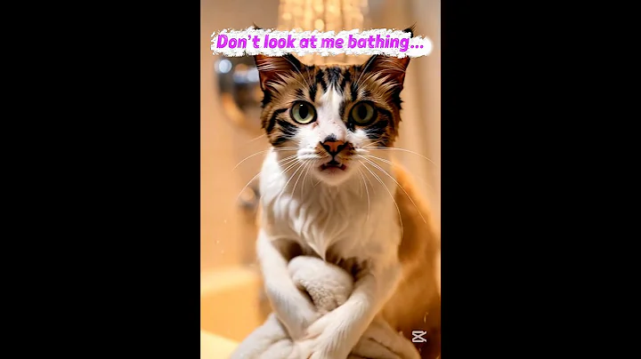 Video 11807481: cat funnycats kitten cutecat, cat kitten cutecat love, cat kitten cute funnycats, cat bath, cat bathroom, cat loves playing