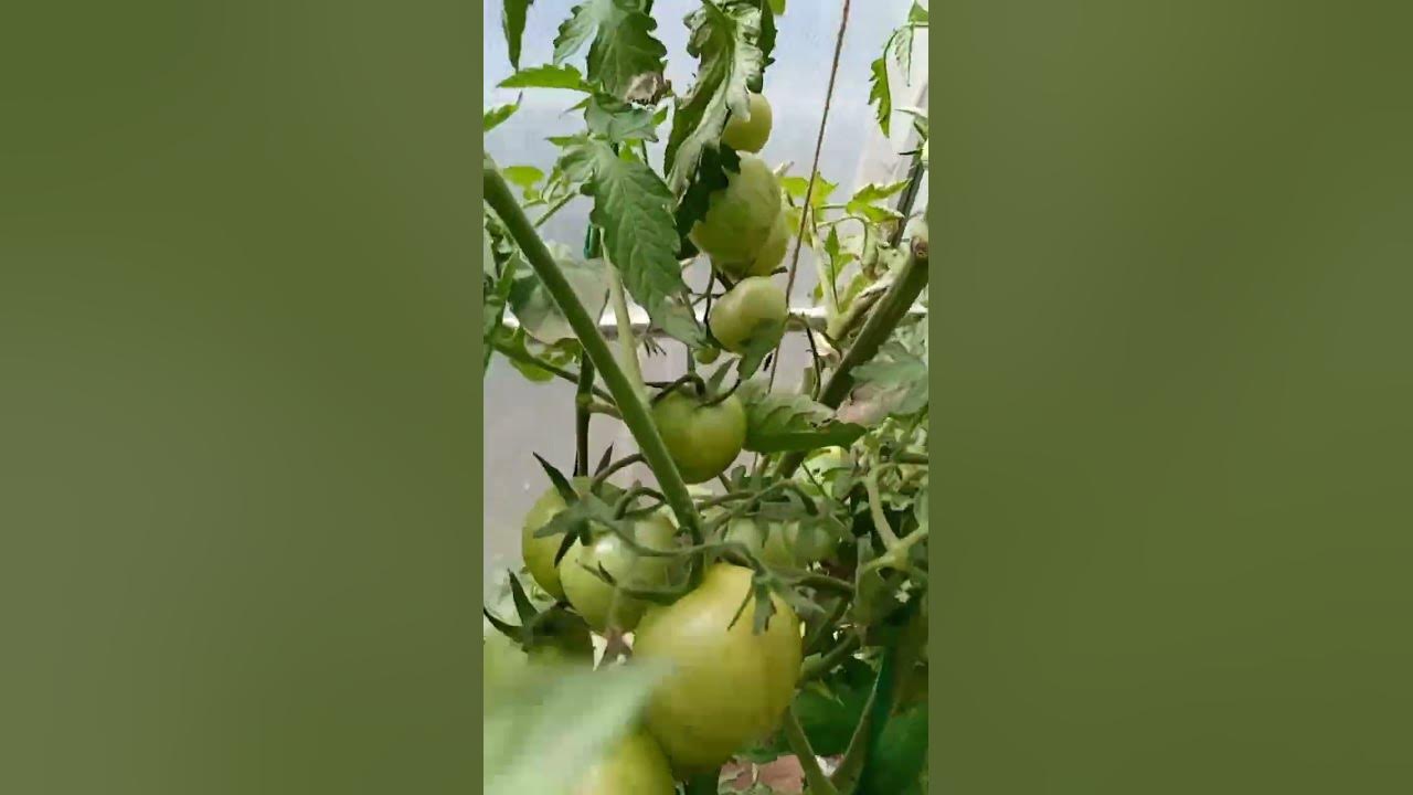 Самый лучший томат в мире 2023 г.!!! Высокоурожайный, вкусный и сладкий ...