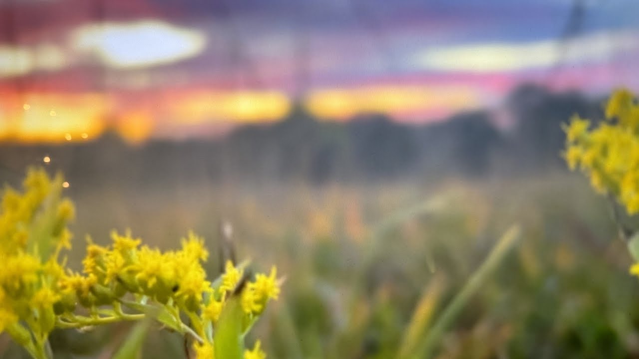 Riverland Collective, Adam McDonough - Out Like A Light (Official Lyric Video)