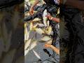 गोल्डन फिश!🐠#shortvideo #fishing #videofish
