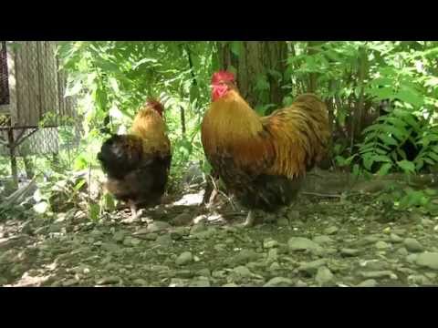 გოლიათი ქათმების და კურდღლების ბიომეურნეობა ლაგოდეხში