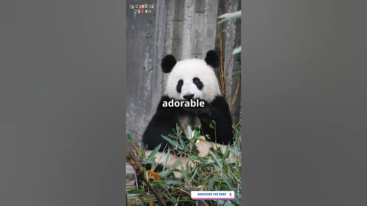 Panda's secrets! #animals #pets #facts #cute