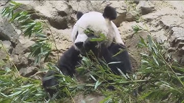 Giant pandas return to U.S.