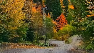 Müziksiz Ilahi: Nusret Gündüz - Kasva Adlı Güzel Deve Resimi