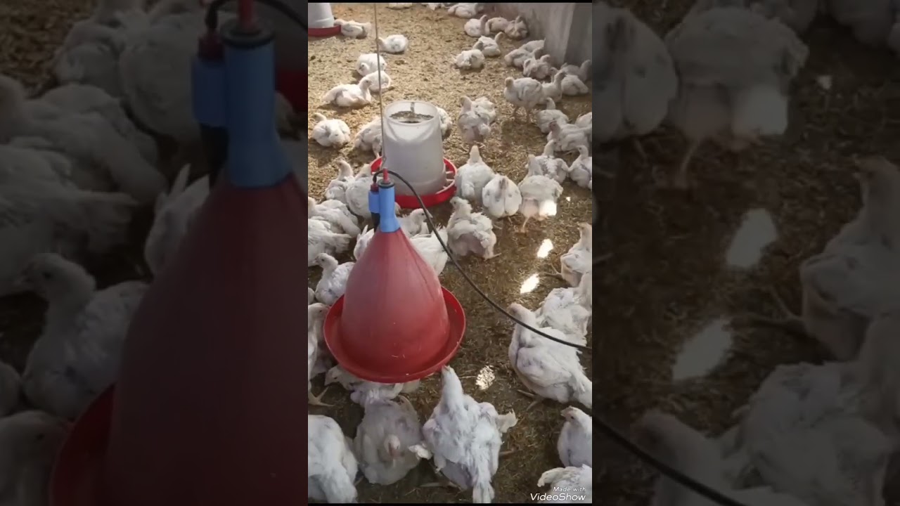 السموم الفطريه فى الدواجن اسباب السموم علاج السموم الوقايه من السموم