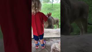 Boy gets scared from lion behind glass window at zoo