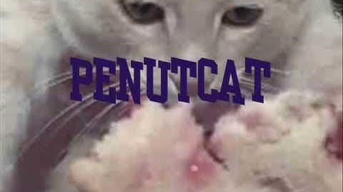 PBJ Entry - PENUTCAT 4 of 4