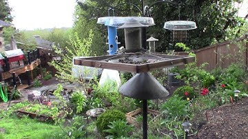 Urban orchard and garden homestead property walk