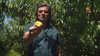 Manos a la Fruta | Nueva Temporada 🍎🍐🍋