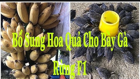 Gà Rừng Bổ Sung Chuối Chín Cho Bầy F1 Con Gà Ăn Chuối Như Chào Mào Của Kên Núi Rừng Tv