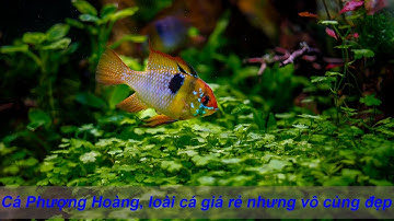 Phượng Hoàng Ngũ Sắc - Video 4K cực nét #PhượngHoàngNgũSắc #HồThuỷSinh