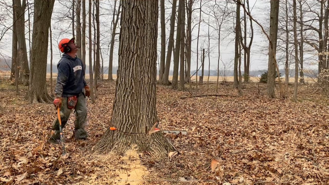 Cutting down big white oak by power lines with chainsaw & wedges ...