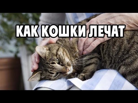 Как кошки лечат людей и вся правда что кошки лечат болезни