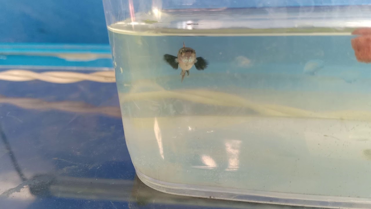 Red Dragon Snakeskin Guppy - YouTube