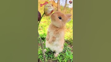 Chú Thỏ Dễ Thương Thưởng Thức Trái Cây Ngon – Khoảnh Khắc Đáng Yêu #shortsvideo #shorts #rabbit