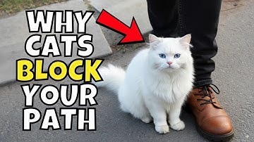 If Your Cat Blocks You, Here’s What It Really Means!