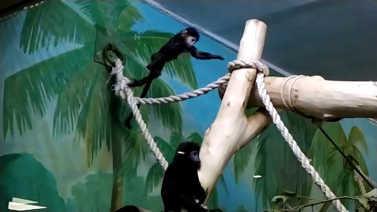 Яванский лангур младший (с замедл)