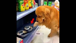 This Dog Was Fired From Home, Then Came Back a Hero 🐶 #shorts #pets #dog #love