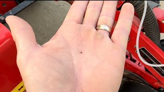 Planting a field of these tiny mustard seeds Tiny Mustard Seeds