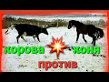 КОРОВА СНОСИТ ВСЁ НА ПУТИ