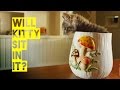 Will Kitty Sit in It? - A Film by Friskies