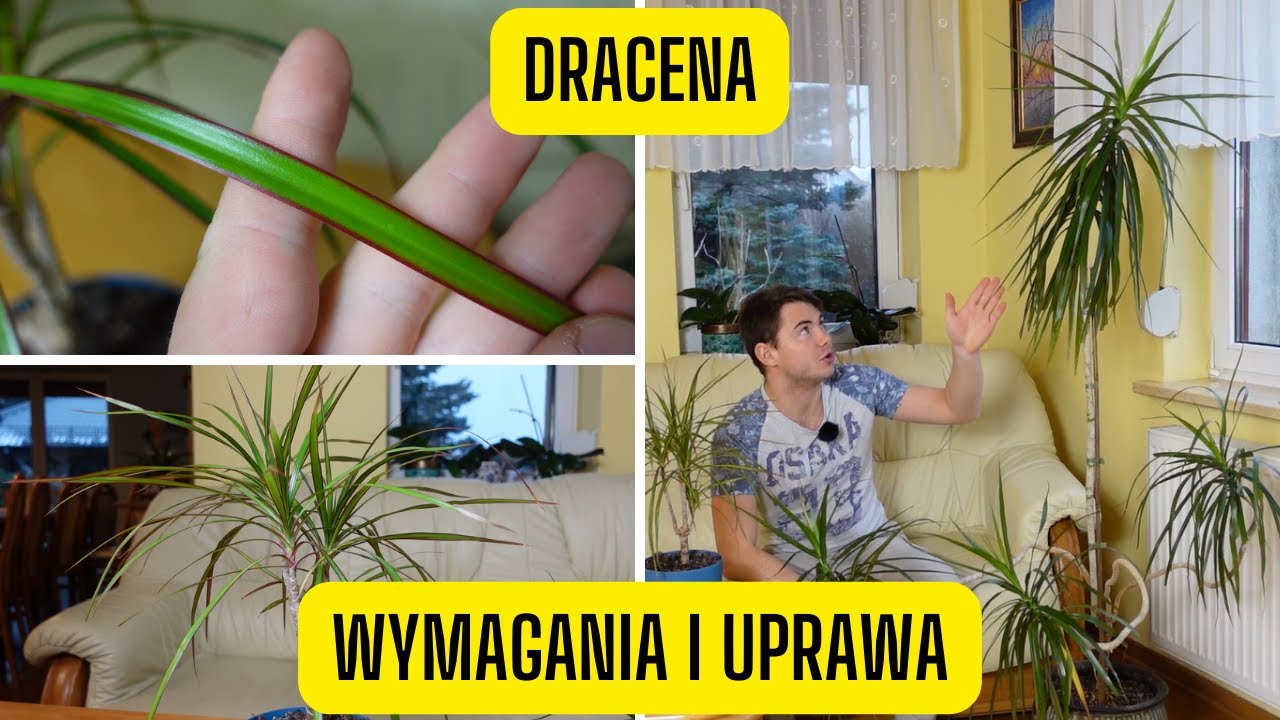 Dracena  wymagania i uprawa smokowca (egzotyczna rolina domowa o  niewielkich wymaganiach)