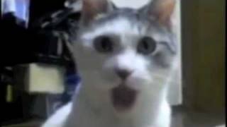 This is Sparta (Remake with Cats)