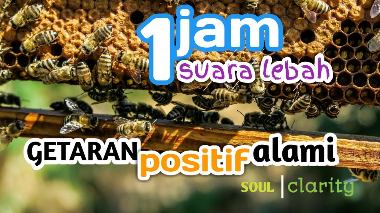 1 JAM SUARA LEBAH SUARA TAWON GETARAN POSITIF ALAMI SOUND OF BEES